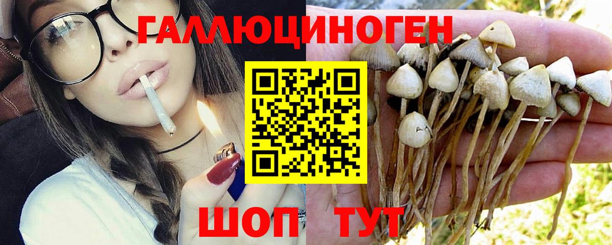 Псилоцибиновые грибы мицелий Ивантеевка